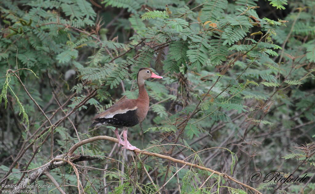 Black-bellied Whistling Duckadult, habitat, pigmentation