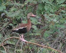 Dendrocygne à ventre noir