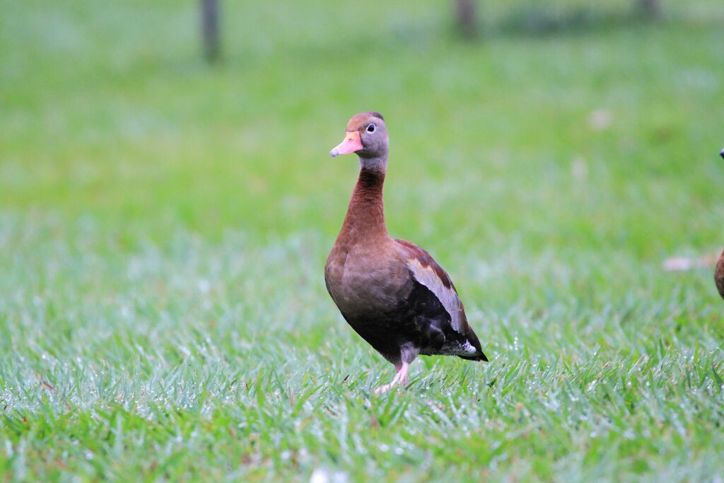 Dendrocygne à ventre noir