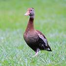 Dendrocygne à ventre noir