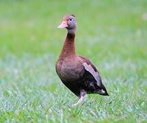 Black-bellied Whistling Duck