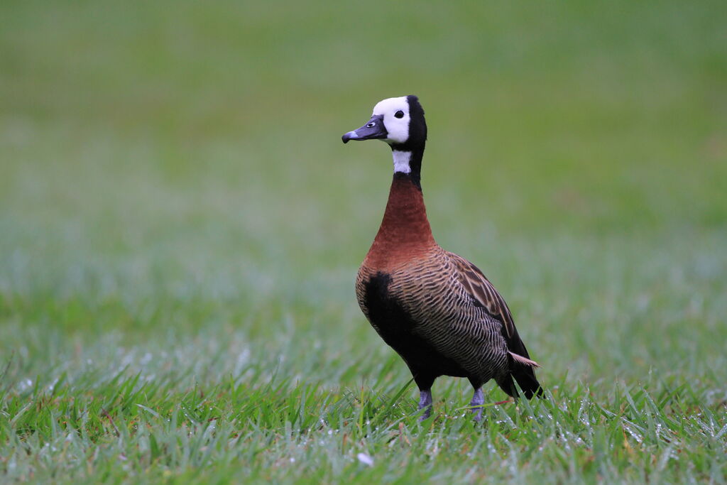 White-faced Whistling Duck