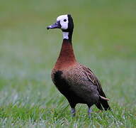 White-faced Whistling Duck