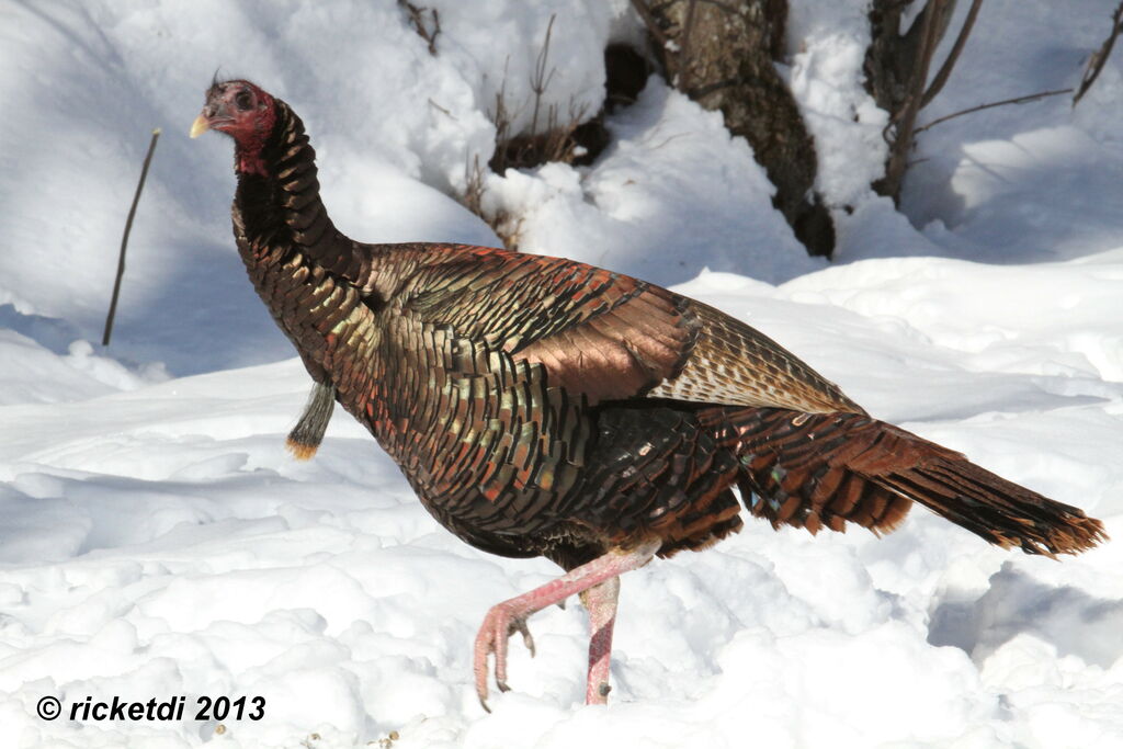 Wild Turkey