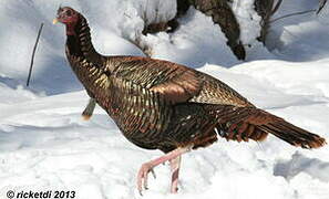 Wild Turkey