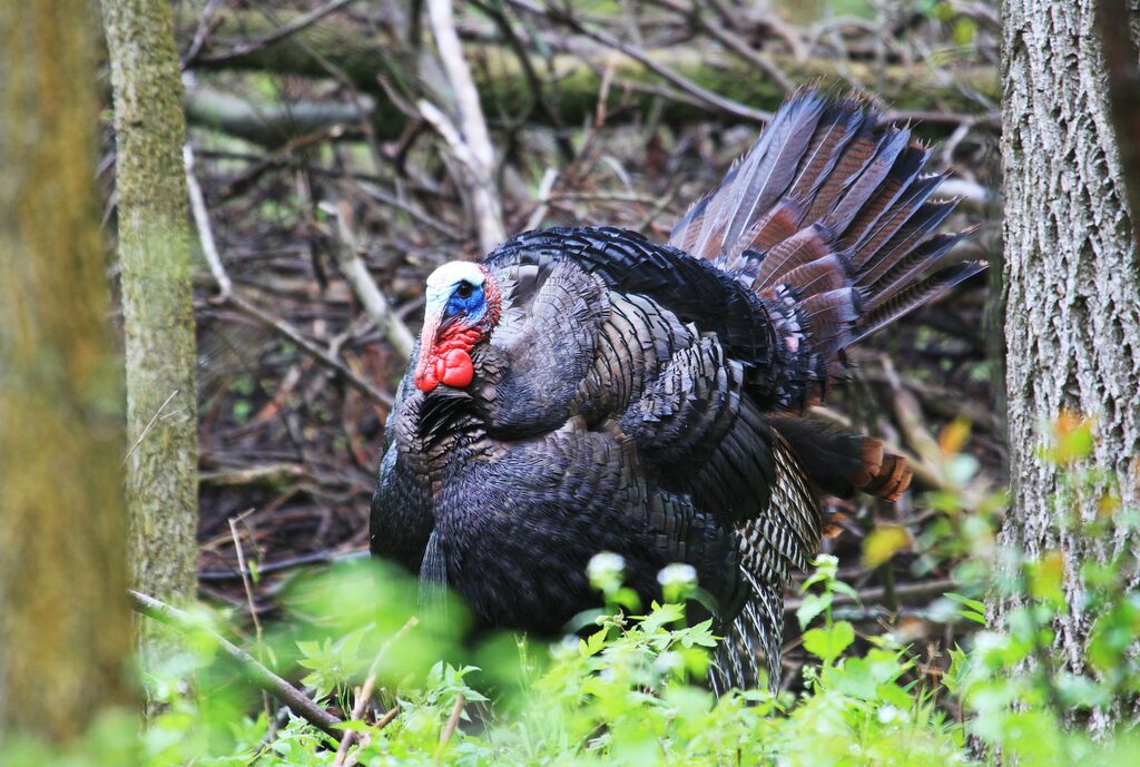 Wild Turkey male