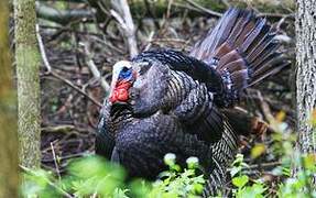 Wild Turkey