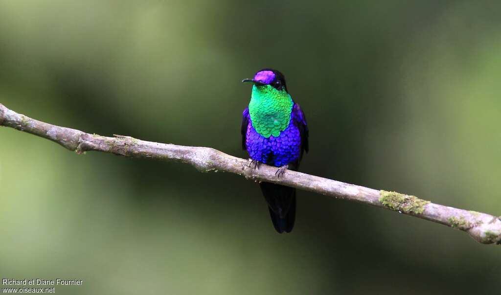 Crowned Woodnymph male adult, close-up portrait