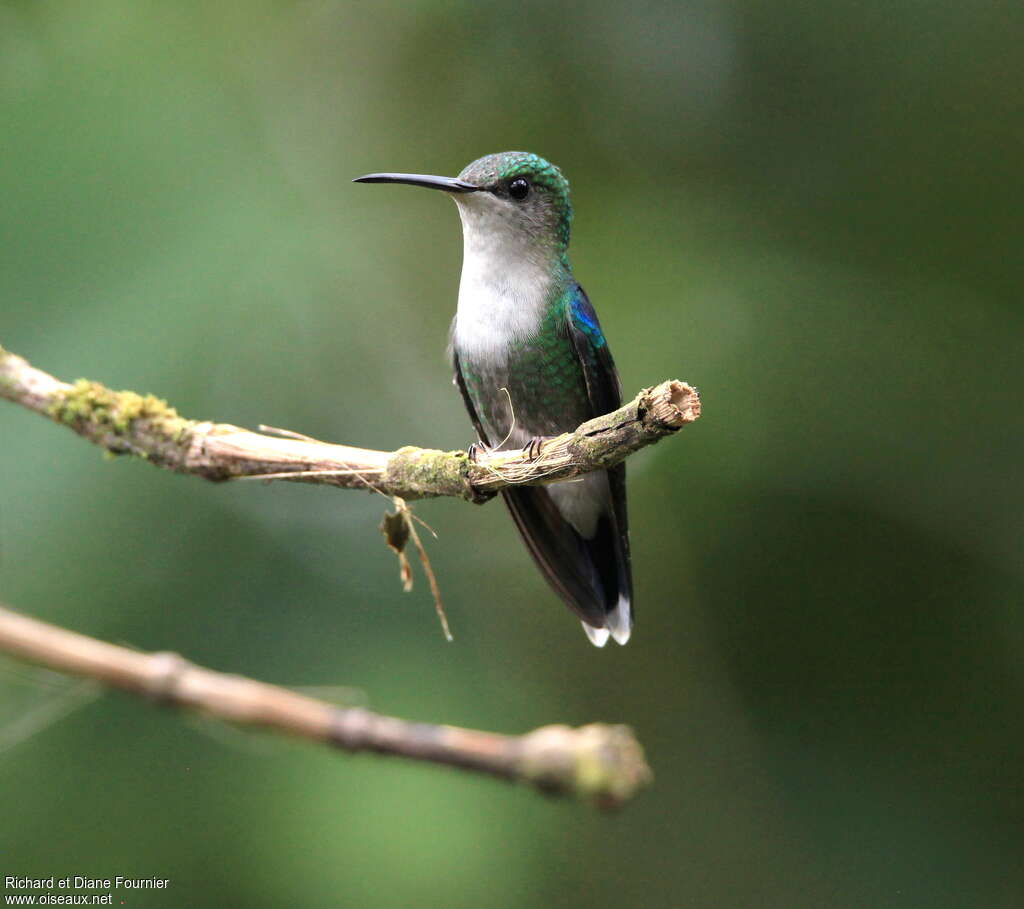 Crowned Woodnymph female adult, identification