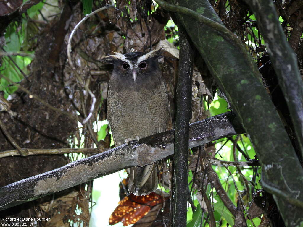 Duc à aigrettesadulte, identification