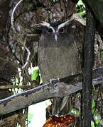 Crested Owl