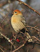 Pine Grosbeak