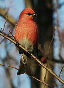 Pine Grosbeak