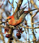 Pine Grosbeak