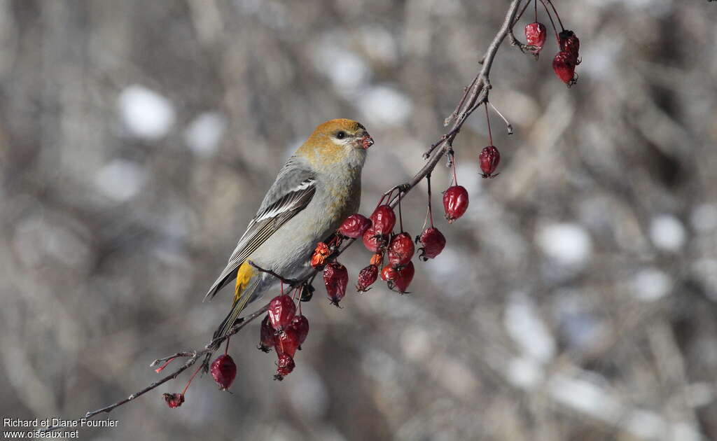 Pine Grosbeak female adult, feeding habits, eats