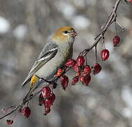 Pine Grosbeak