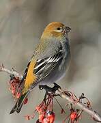 Pine Grosbeak