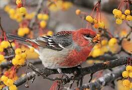 Pine Grosbeak