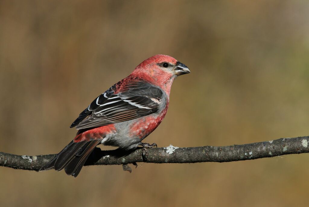 Pine Grosbeak male