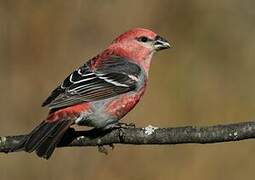 Pine Grosbeak