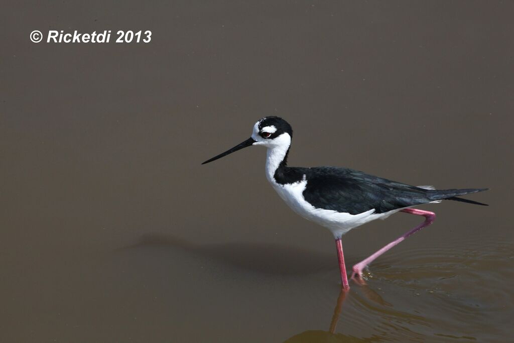 Black-necked Stilt