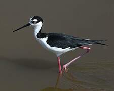 Black-necked Stilt