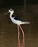 Black-necked Stilt