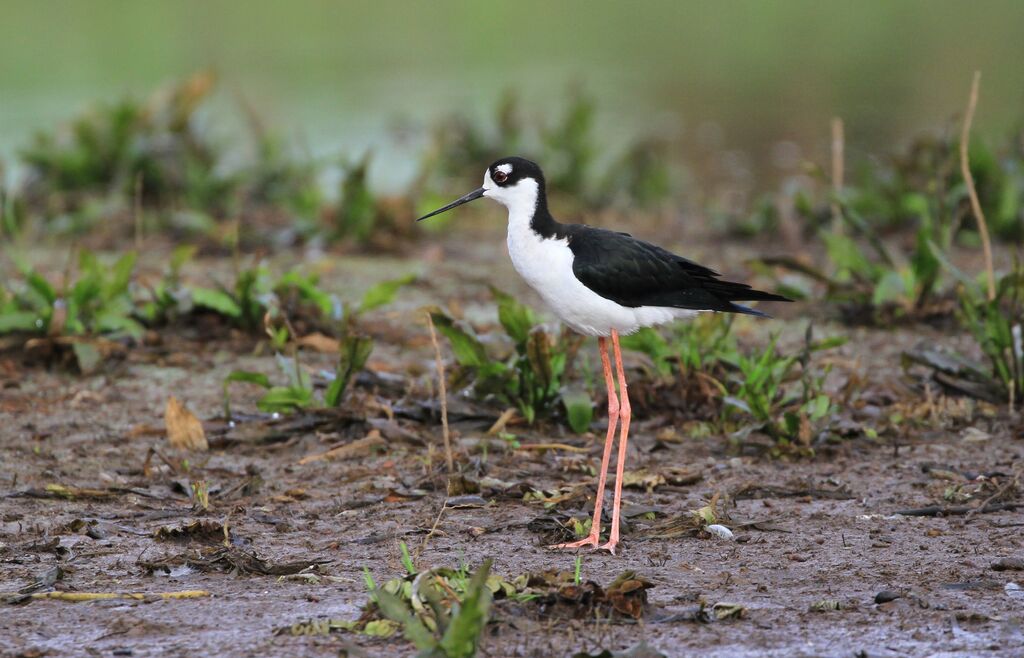 Black-necked Stilt