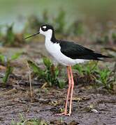 Black-necked Stilt