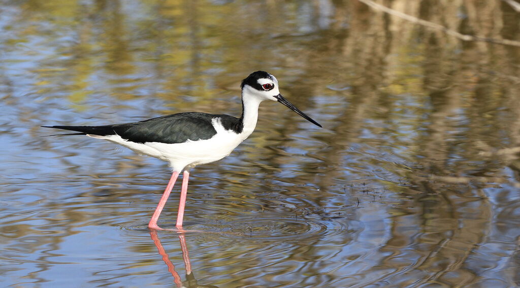 Black-necked Stilt