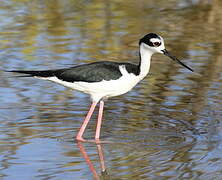 Black-necked Stilt