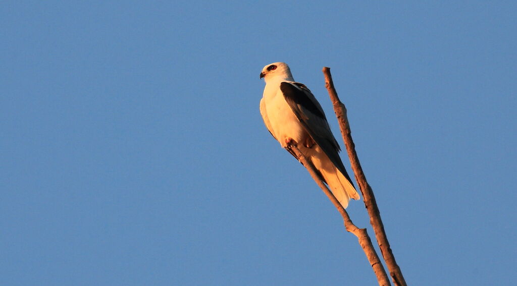 White-tailed Kite