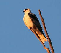 White-tailed Kite