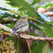 Mountain Elaenia