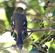 Mountain Elaenia