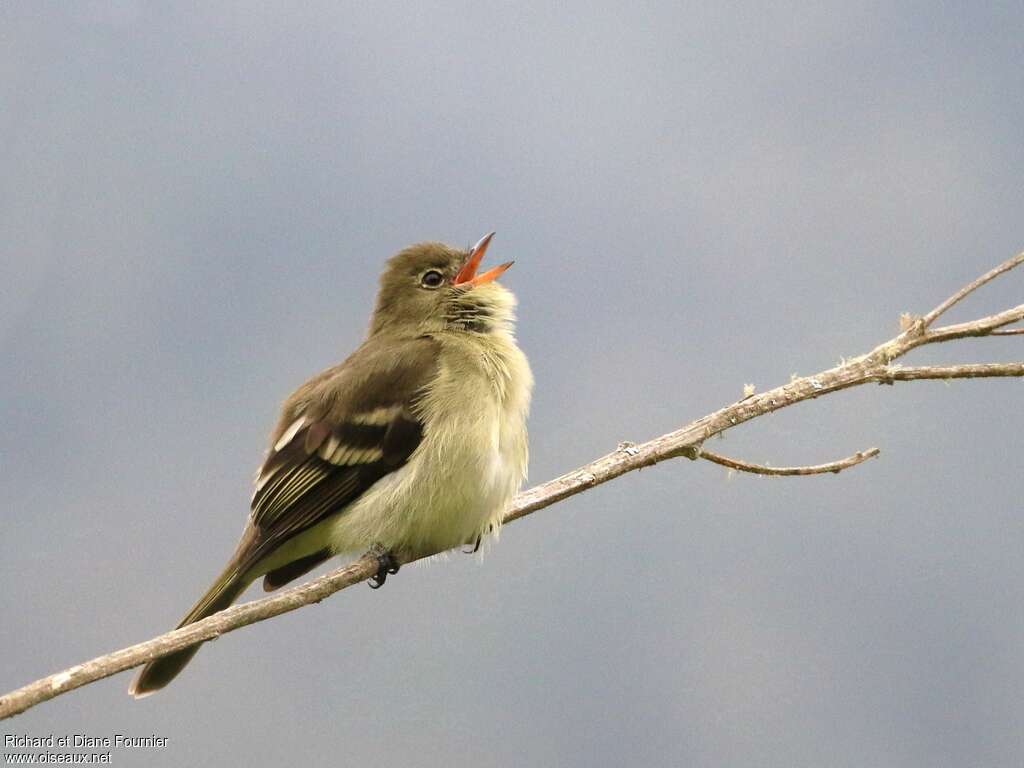 Mountain Elaeniaadult, identification