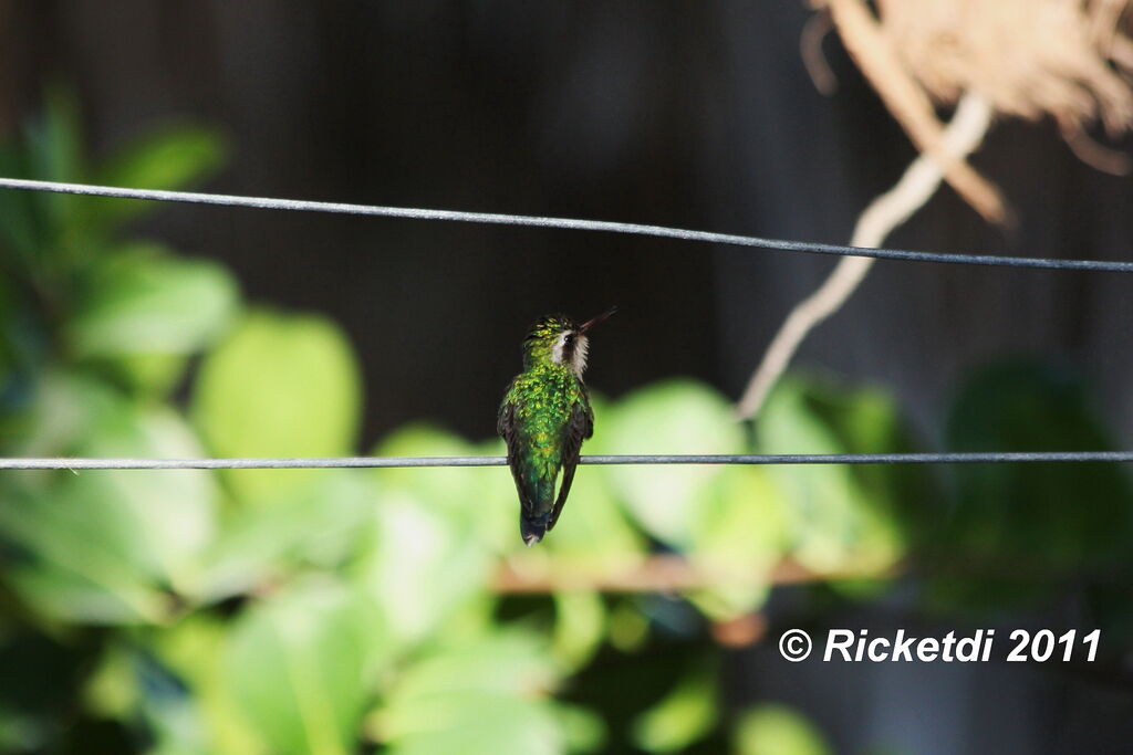 Canivet's Emerald