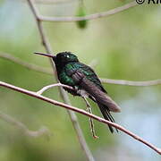 Cuban Emerald