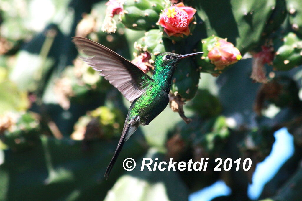 Cuban Emerald