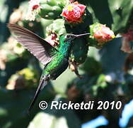 Cuban Emerald