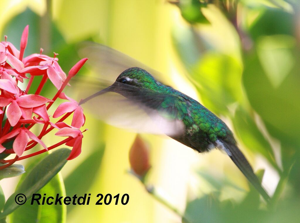 Cuban Emerald