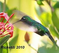 Cuban Emerald