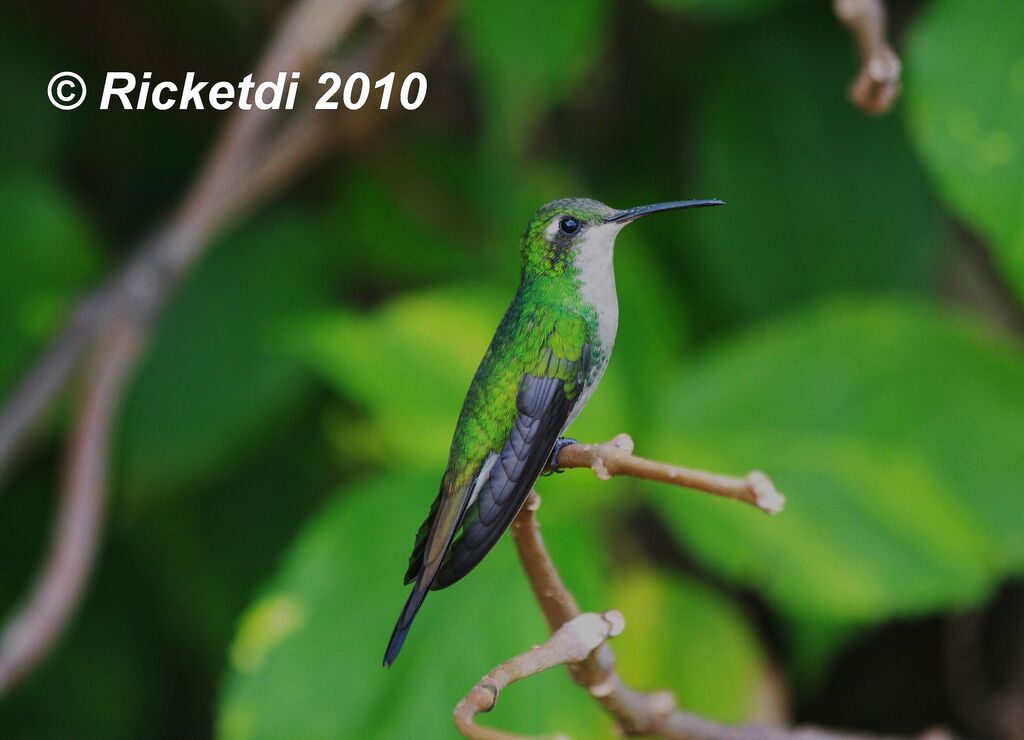 Cuban Emerald