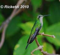 Cuban Emerald