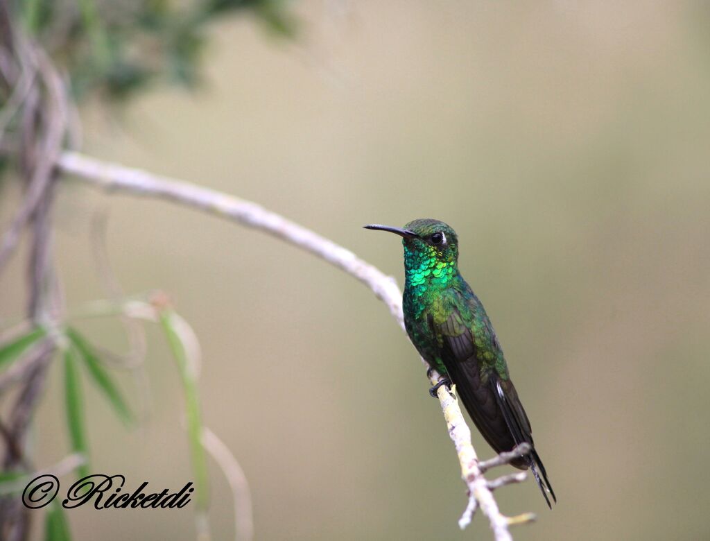 Cuban Emerald male