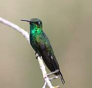 Cuban Emerald