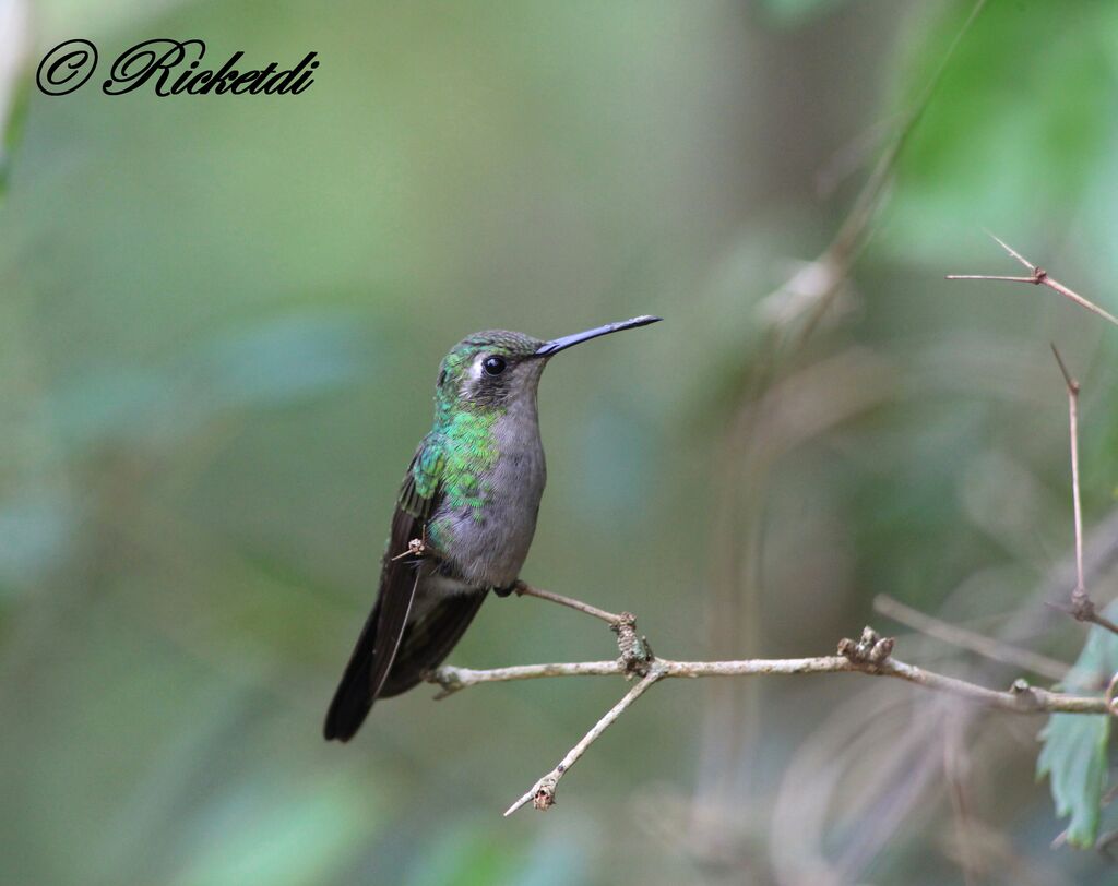 Cuban Emerald female