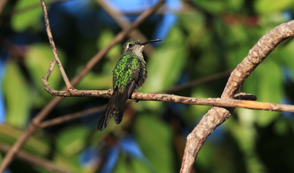 Cuban Emerald female