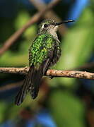 Cuban Emerald