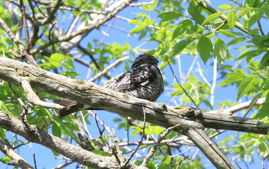 Common Nighthawk